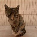 3か月　三毛猫　靴下にゃんこ