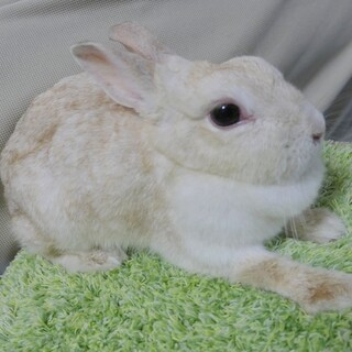 うさぎのあずまや ペットのおうち 月間利用者150万人