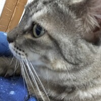 しゃちょー