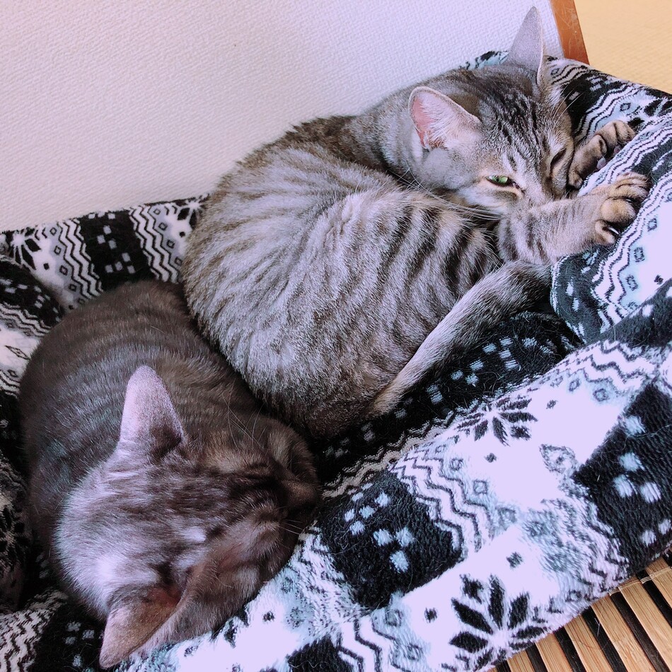 しゃちょーのカバー写真