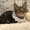 キジ猫のズー、里親さま決定です