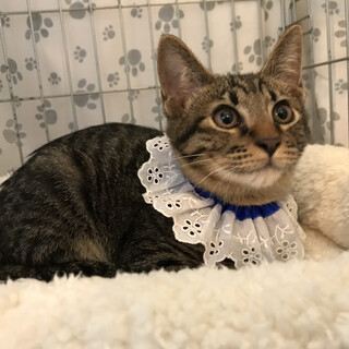 キジ猫のズー、里親さま決定です