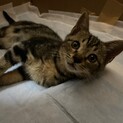 11月14日にオス猫を保護しました。