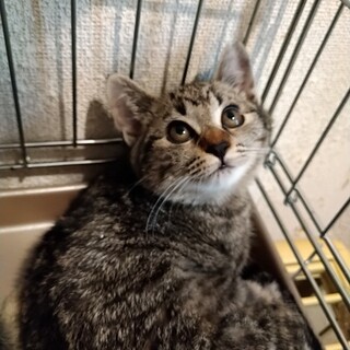 まん丸お顔が可愛い　おっとり子猫