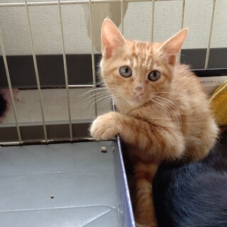 【保護猫】なずな♂茶トラ