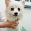 天真爛漫キュートなポメラニアンのキャンディちゃん
