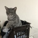 マンチカンの男の子です