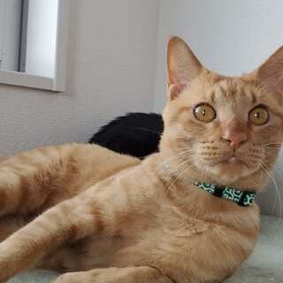 社交的なチャトラのおにぃくん　オス　1才弱(推定)