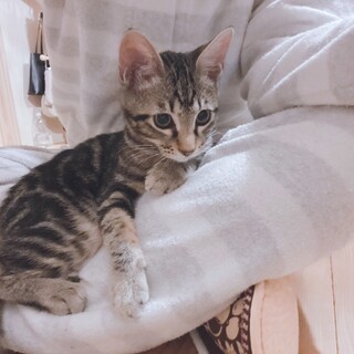 なでなで大好きアメショMIX♂(8ヶ月)