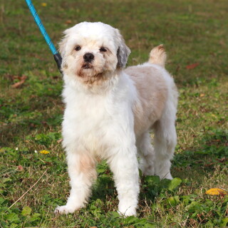 譲渡対象犬のご紹介0901-5