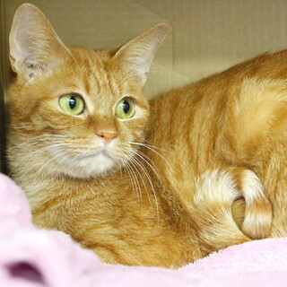 譲渡対象猫のご紹介1014-1