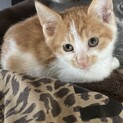 ありがとうございございました！野良猫兄弟2匹