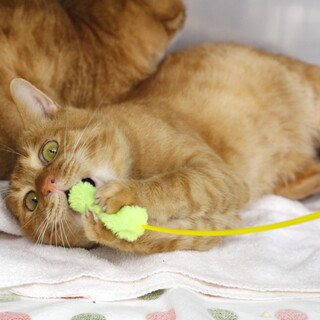 譲渡対象猫のご紹介1014-5