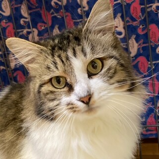 長毛キジ白の可愛い男の子☆チュン君　3歳位 