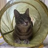 スリコの猫トンネル。