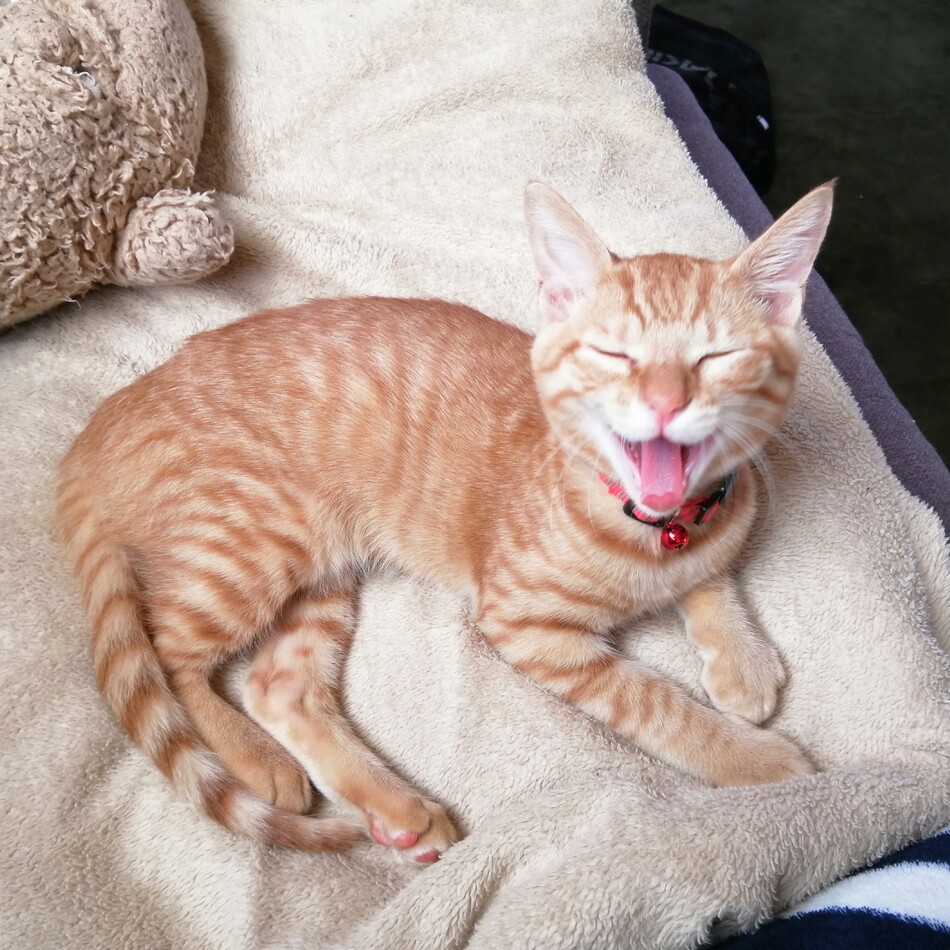 リドルのカバー写真