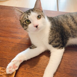 【チョビ】甘えん坊のイケメン