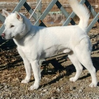紀州犬　ショータイプの美犬　