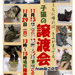 子猫の譲渡会