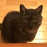 黒猫みの