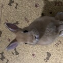 ２歳のネザーランドドワーフ男の子です。