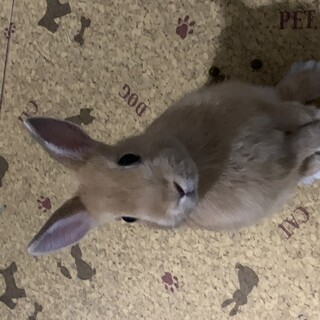 ２歳のネザーランドドワーフ男の子です。