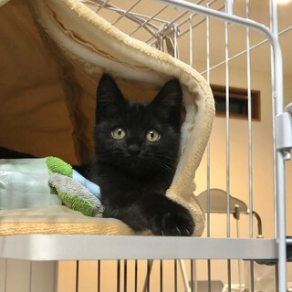 相談中募集停止★おこげちゃん★お外で頑張ってた