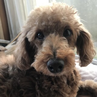 とっても愛らしいプードルのチビ君♥️