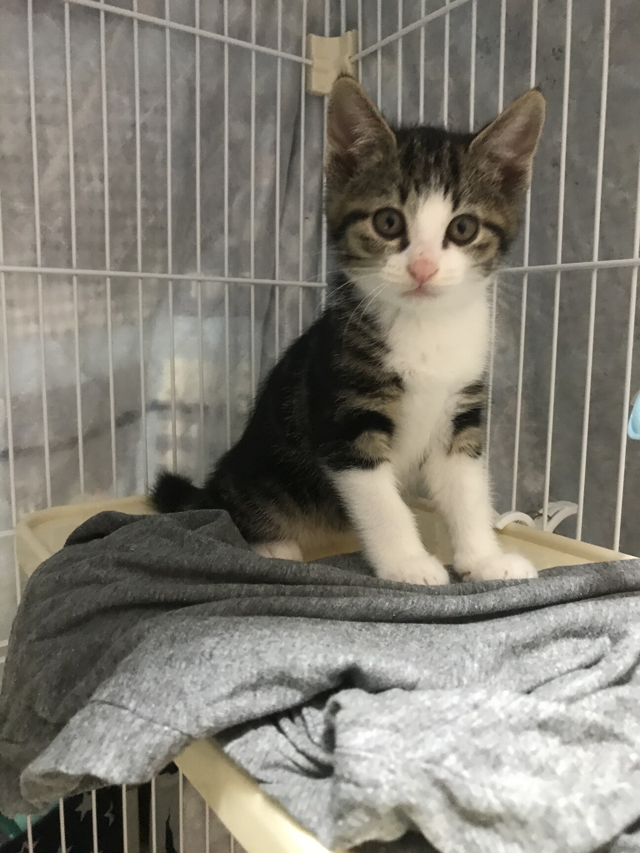 甘えん坊なトモ君2ヶ月 サムネイル1