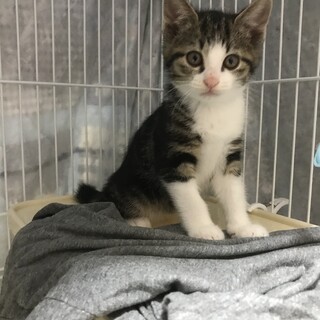 甘えん坊なトモ君2ヶ月