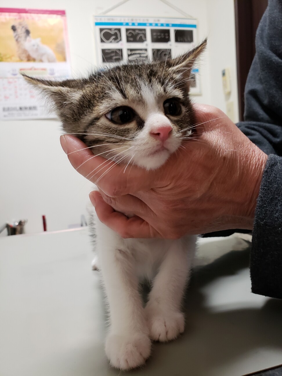 甘えん坊なトモ君2ヶ月 サムネイル2