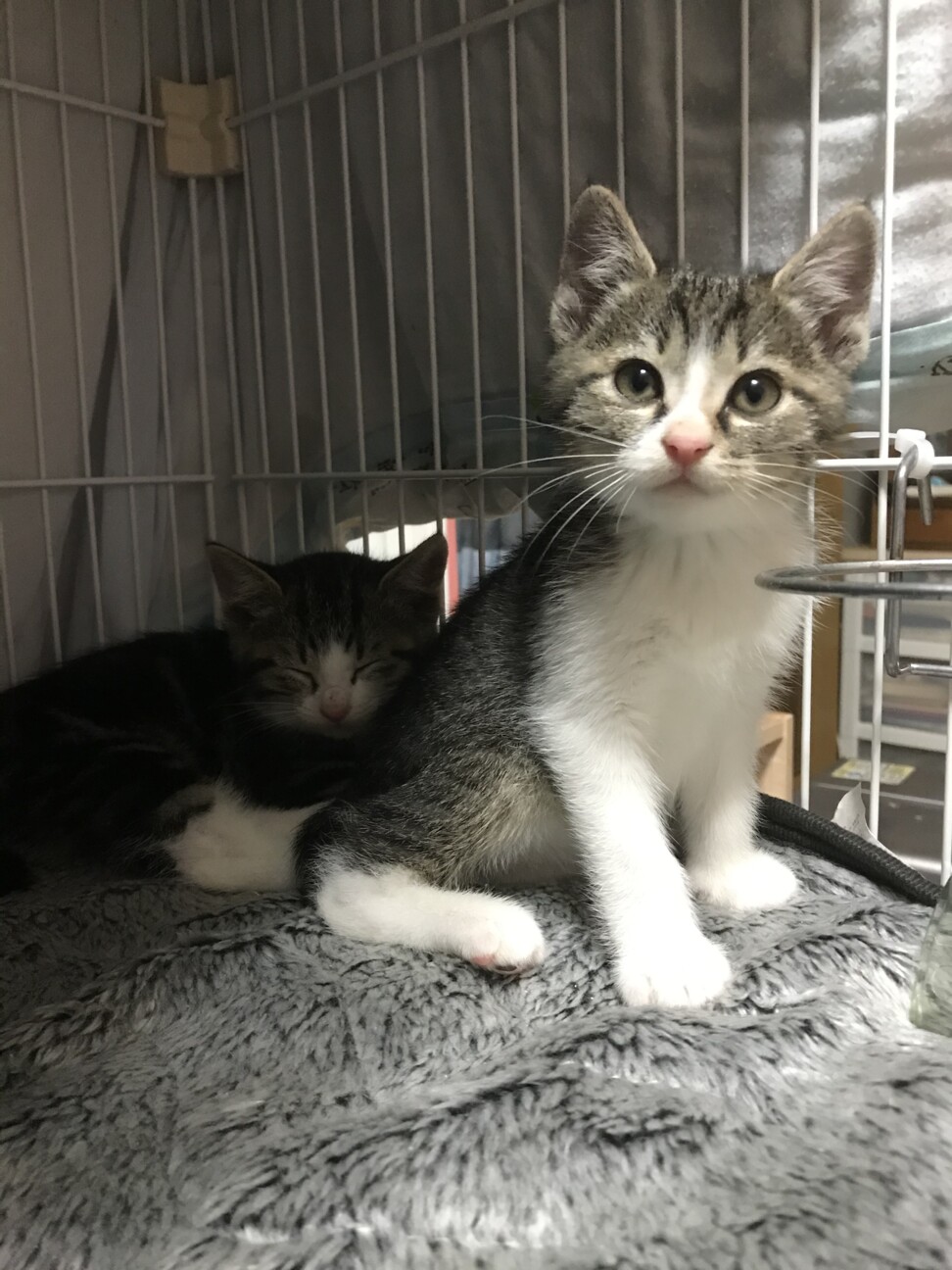 甘えん坊なトモ君2ヶ月 サムネイル3