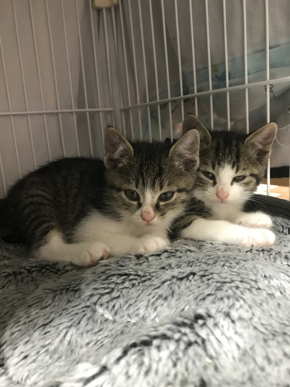 甘えん坊なトモ君2ヶ月 サムネイル4