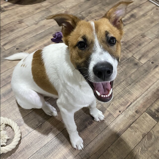 ジャックミックスみたいな子犬　にこくん