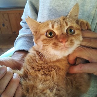 大人しい茶とらの女の子