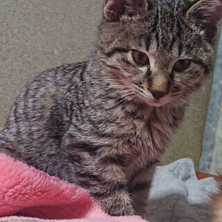 ふんわり柔らかな毛並みのキジトラ３ヶ月