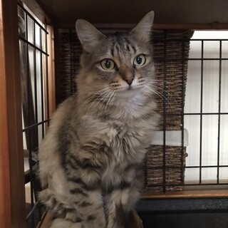 成猫⭐️幸せになりたい半長毛のドラミちゃん