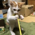 元気な男の子です。