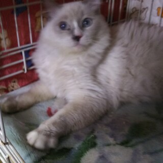 家族にしてください