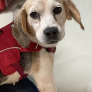 新しい家族ができました！（ピコ）