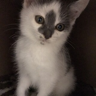 慣れています。不思議な柄白グレー男子クリオ