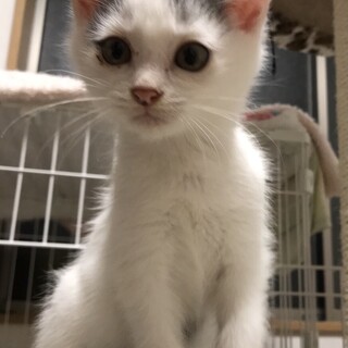 とっても可愛い慣れてる白グレー男子ナシ