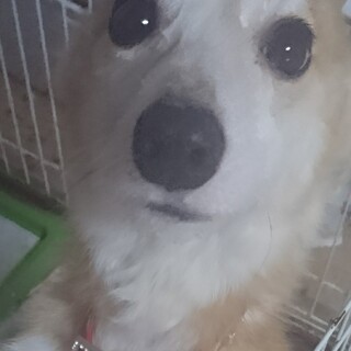 コーギーの男の子