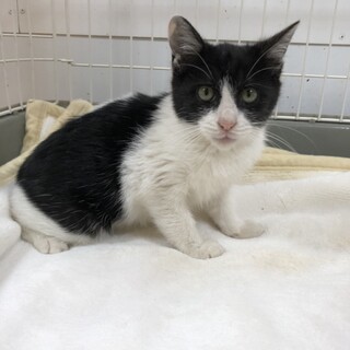 食べる、遊ぶ、寝るメリハリをつける猫！静です。