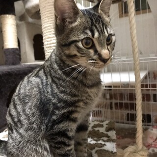 募集停止抱っこ好きキジトラ男子❤️空豆