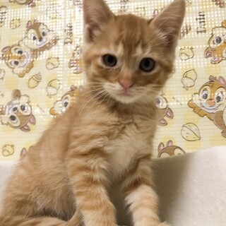 募集一時停止フレンドリーな茶トラ男子❤️ミナト