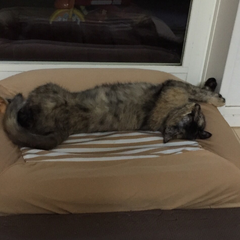 もものカバー写真