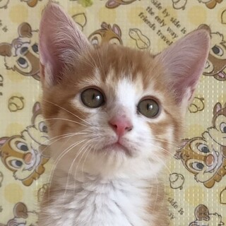 募集停止　フレンドリーな茶白❤️男子