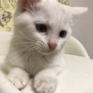 ブルーアイでフレンドリーな白女子★もめん