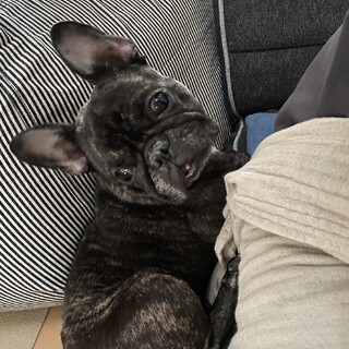 フレンチブルドッグ【みとちゃん】